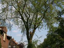 bomen rooien berkenboom